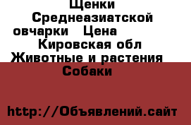 Щенки Среднеазиатской овчарки › Цена ­ 10 000 - Кировская обл. Животные и растения » Собаки   